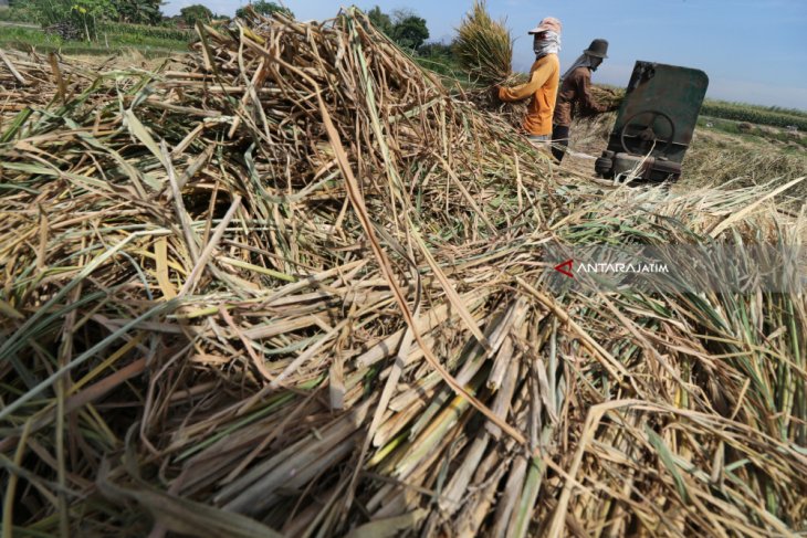 Dorong Penyerapan Gabah Petani