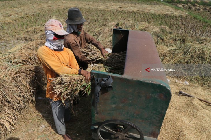 Dorong Penyerapan Gabah Petani