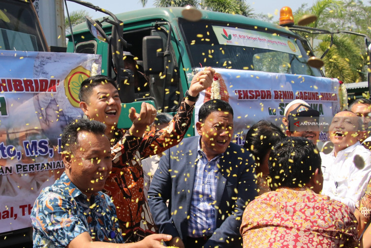 Ekspor Benih Jagung Hibrida