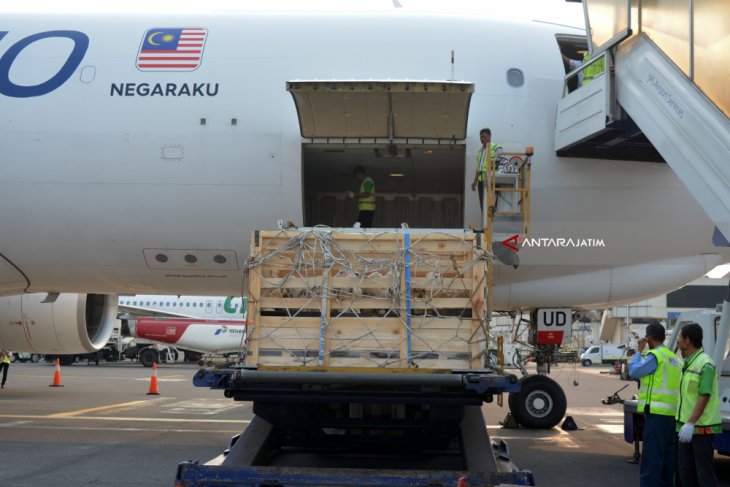 Ekspor Domba ke Malaysia