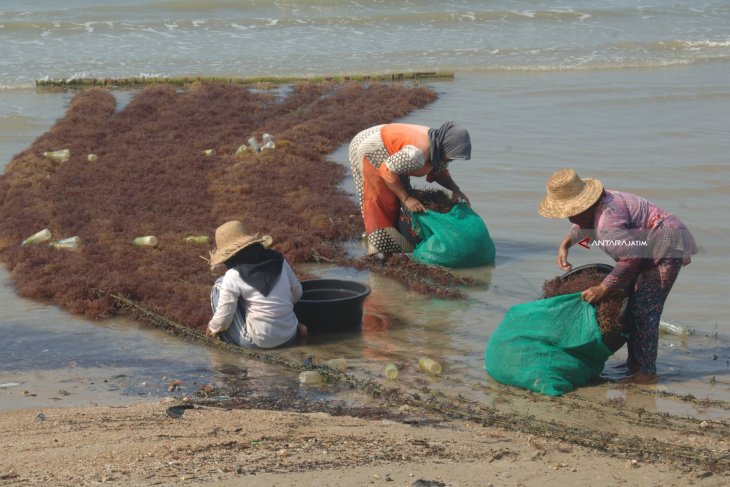 Harga Rumput Laut Naik