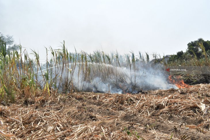 Kebakaran Lahan Tebu