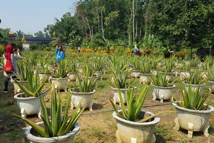 Kunjungan SMN di Aloe Vera Center