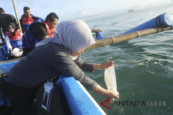 Pelepasan 300 ribu bibit Lobster