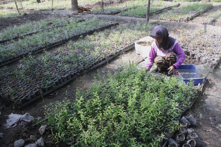 Pembibitan Kayu Putih Perhutani