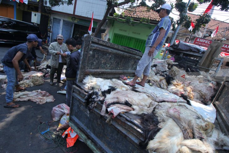 Pengepul Kulit Hewan Kurban