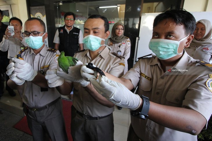 Penggagalan Penyelundupan Burung