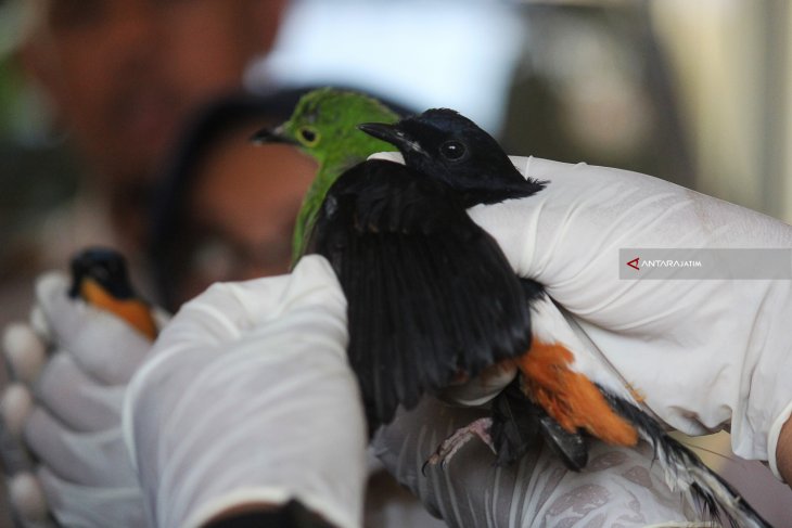 Penggagalan Penyelundupan Burung