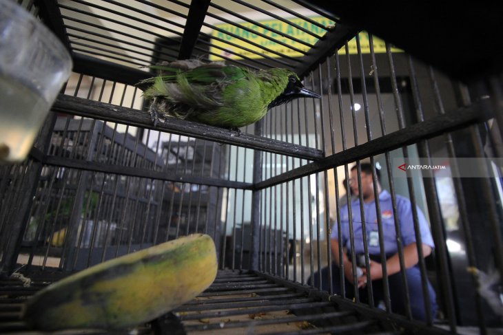 Penggagalan Penyelundupan Burung