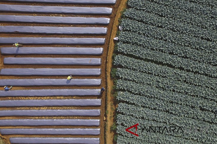Tantangan pertanian Indonesia