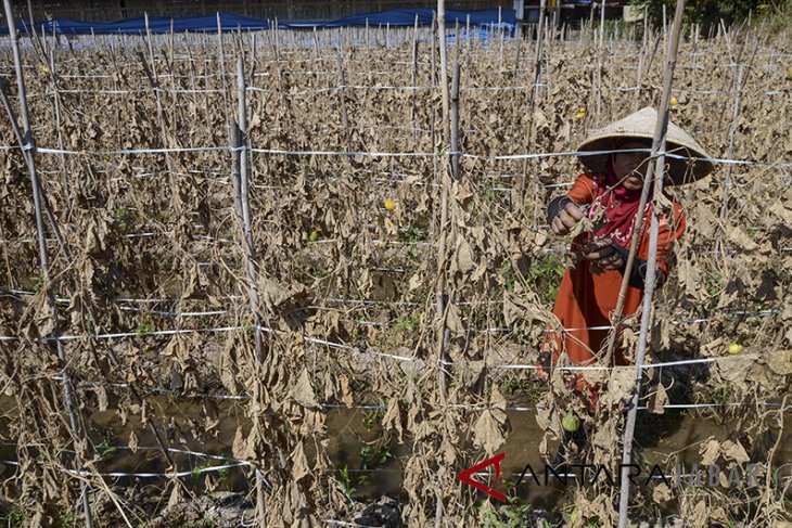 Gagal panen petani timun