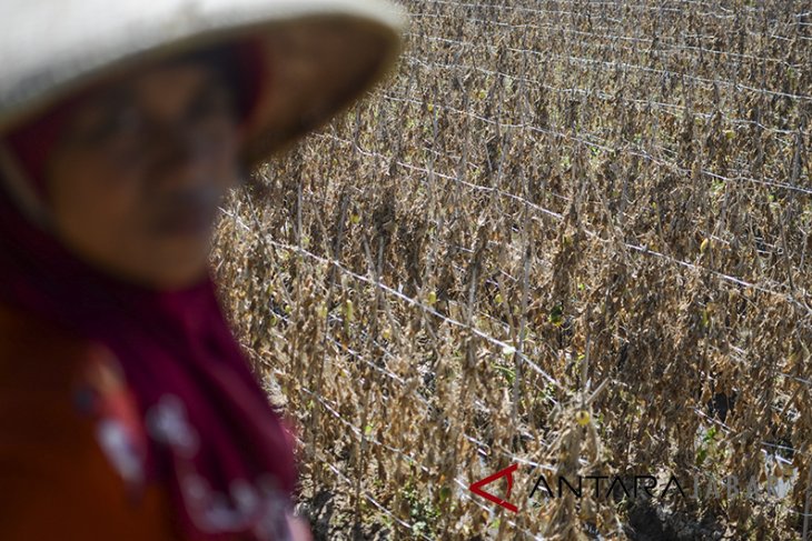 Gagal panen petani timun