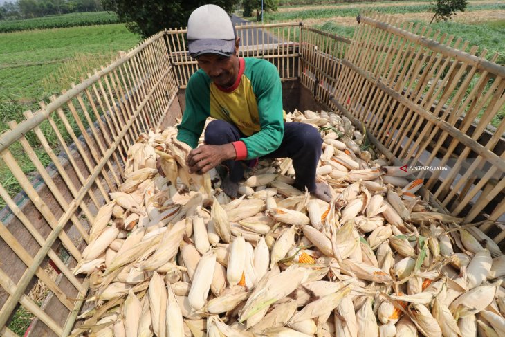 Produksi Jagung Musim Kemarau