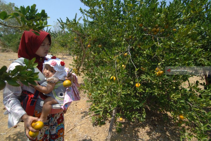 Wisata Petik Buah Jeruk