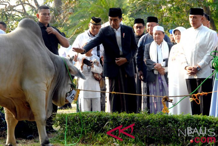 Sapi Kurban Presiden Jokowi