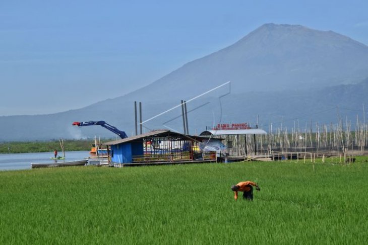 Tanam padi di lahan danau Rawa Pening
