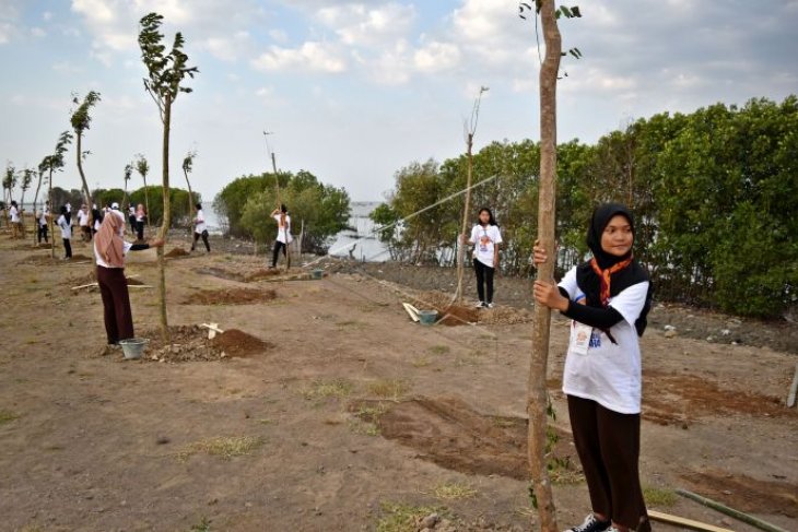 Penanaman pohon angsana