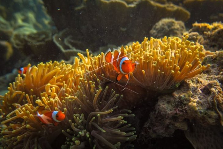 Ikan di Taman Nasional Karimunjawa