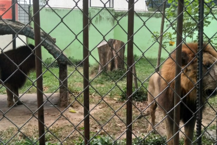 Taman satwa Jambi dan Siantar tukaran singa