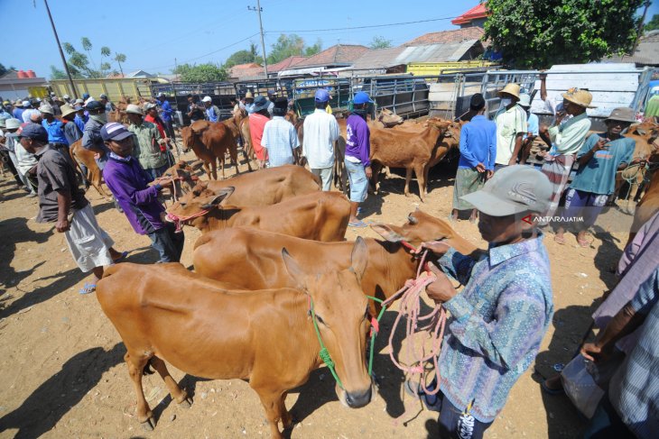 Harga Sapi Madura