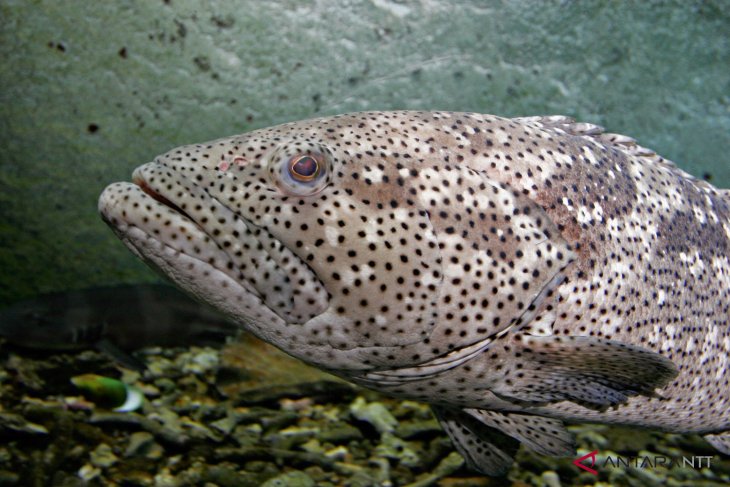 WWF Indonesia temukan rumah Ikan Garopa di perairan pulau Kon kabupaten SBT