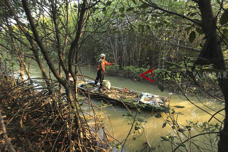 Kerusakan Hutan Mangrove Pabean My Xxx Hot Girl