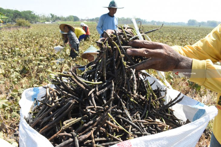 Panen Kacang Hijau