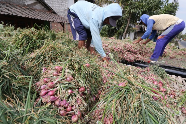 Panen Raya Bawang Merah Nganjuk