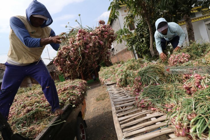 Panen Raya Bawang Merah Nganjuk