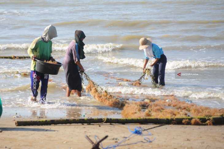 Produksi Rumput Laut Turun