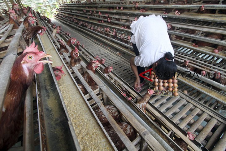 Produksi telur ayam ras