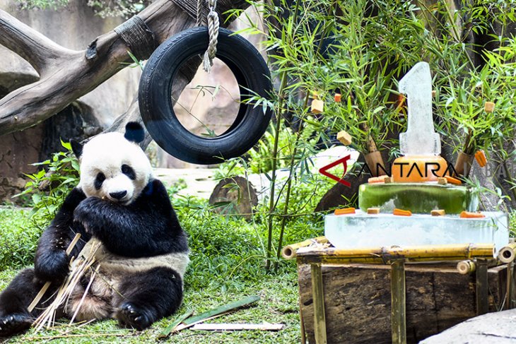 Satu tahun kedatangan Giant Panda