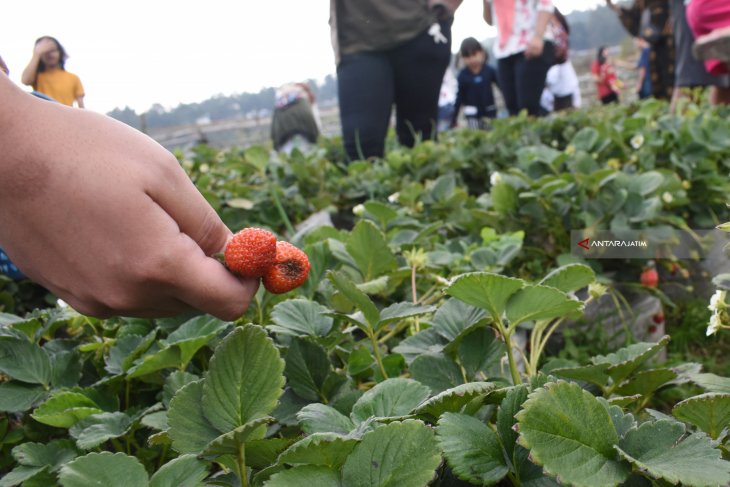 Wisata Petik Buah Strawberry