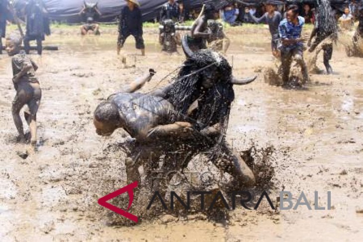 Foto - Ritual Adat Kebo-Keboan