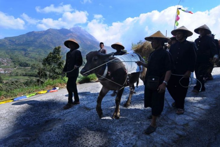 Kirab kerbau Suro Merbabu Merapi