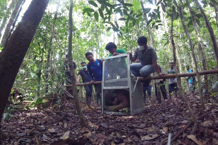 Pelepasan Orangutan di Hutan Lindung Gunung Tarak