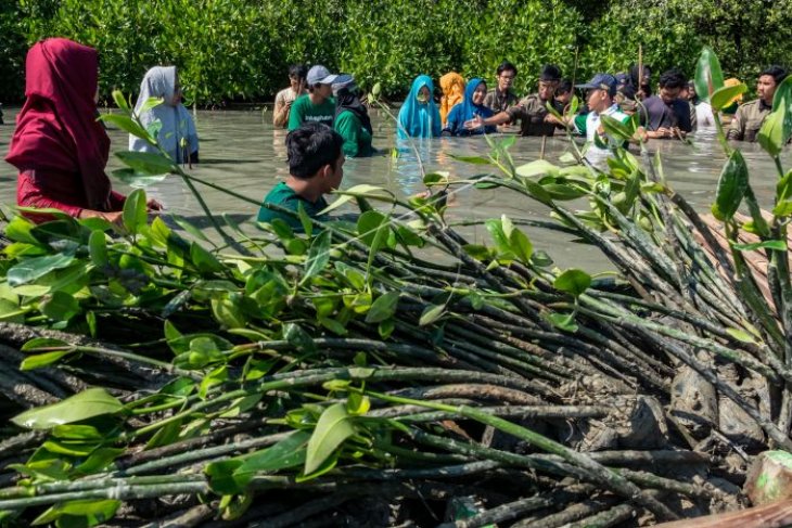 Aksi penanaman pohon bakau