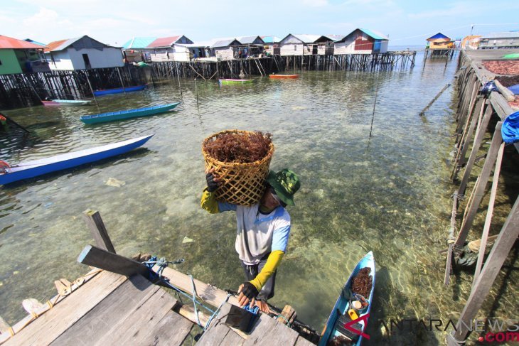 Komoditas Rumput Laut di Kampung Terapung