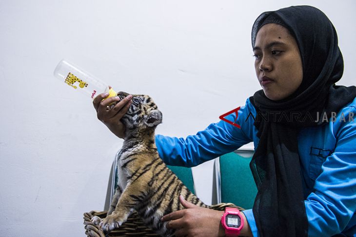 Anak Harimau Benggala