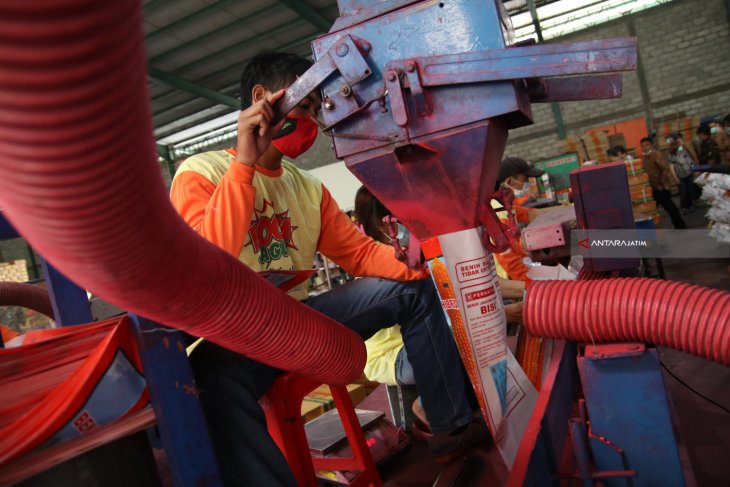 Bantuan Benih Jagung Hidbrida