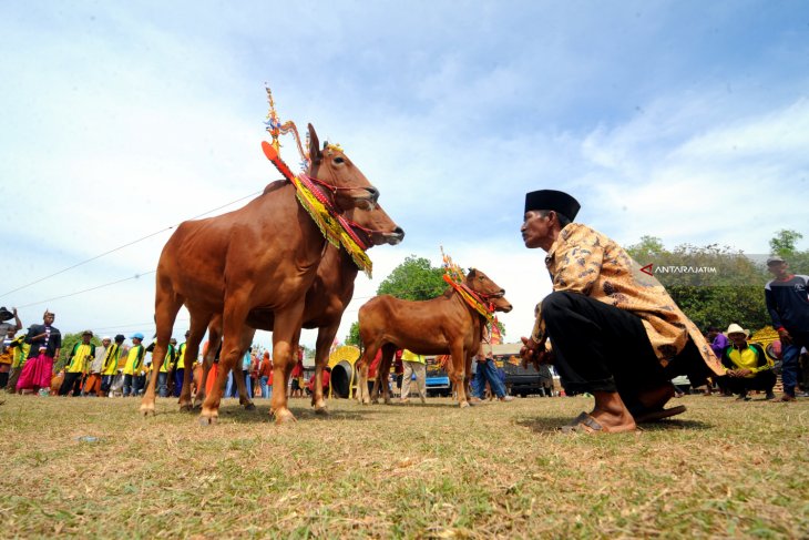 Festival Sapi Sonok