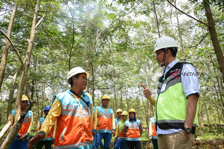 Hutan Reklamasi UBP Bauksit