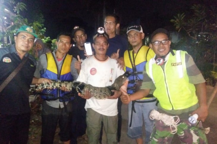 Seekor buaya betina tertangkap di Bantargebang