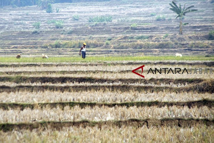 Lahan sawah Jabar terdampak kekeringan