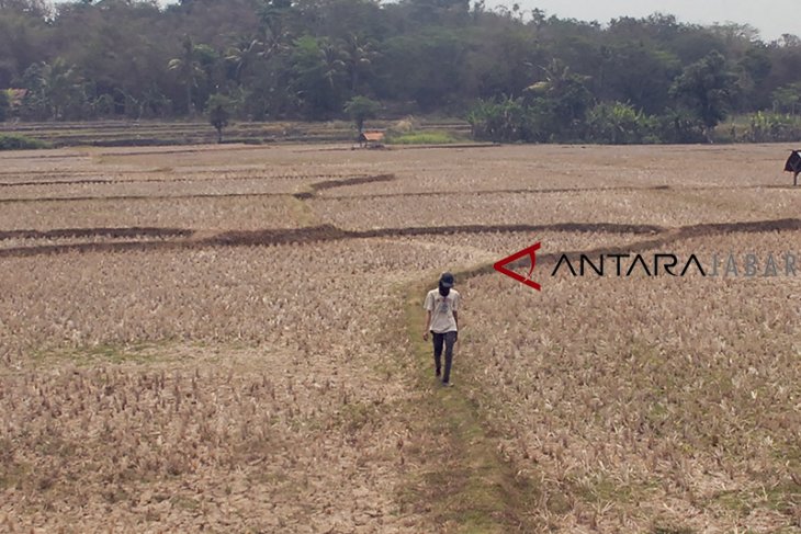 Lahan sawah Jabar terdampak kekeringan