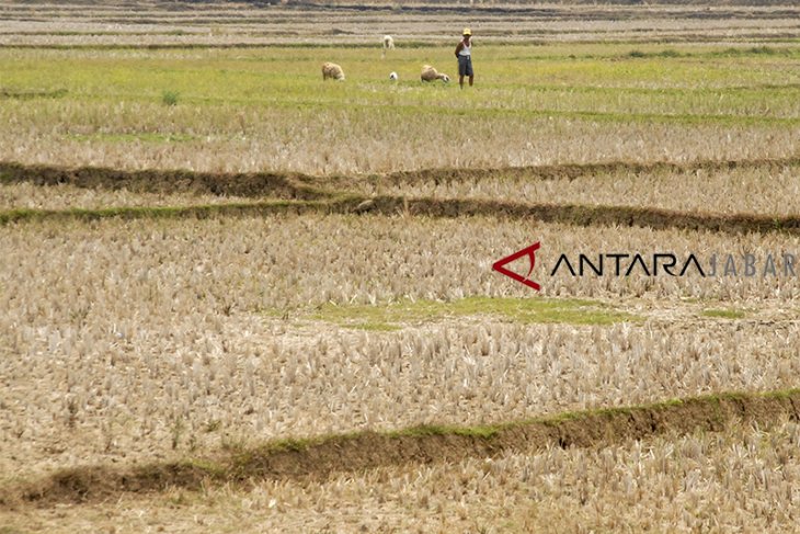 Lahan sawah Jabar terdampak kekeringan