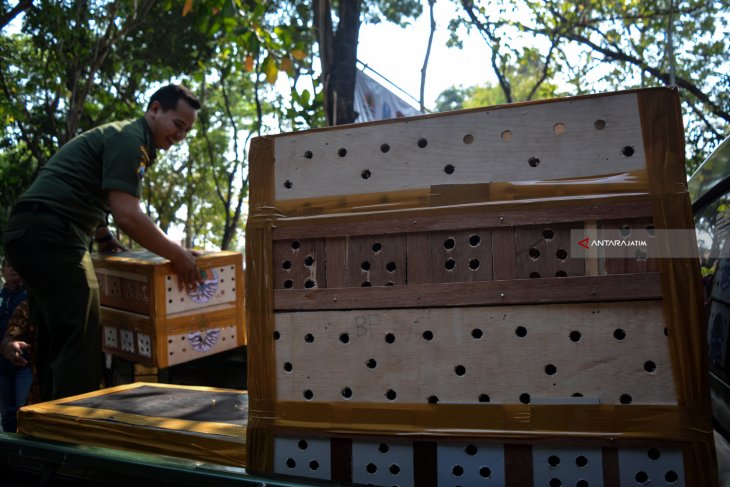 Pelepasliaran Burung Ke Habitat Asal