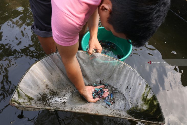 Peternak Ikan Cupang