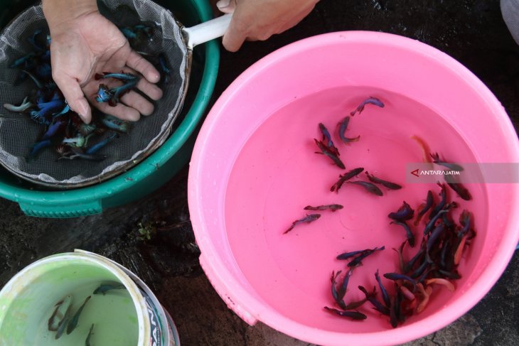 Peternak Ikan Cupang