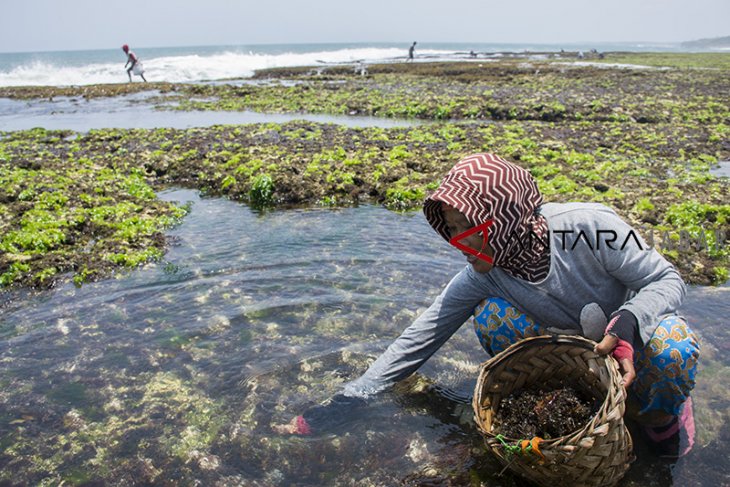 Ekspor rumput laut Indonesia